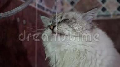 家庭西伯利亚猫饮水和探索涓涓细流的慢动作视频